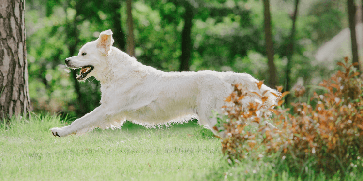 How to Incorporate Probiotics into Your Dog’s Diet